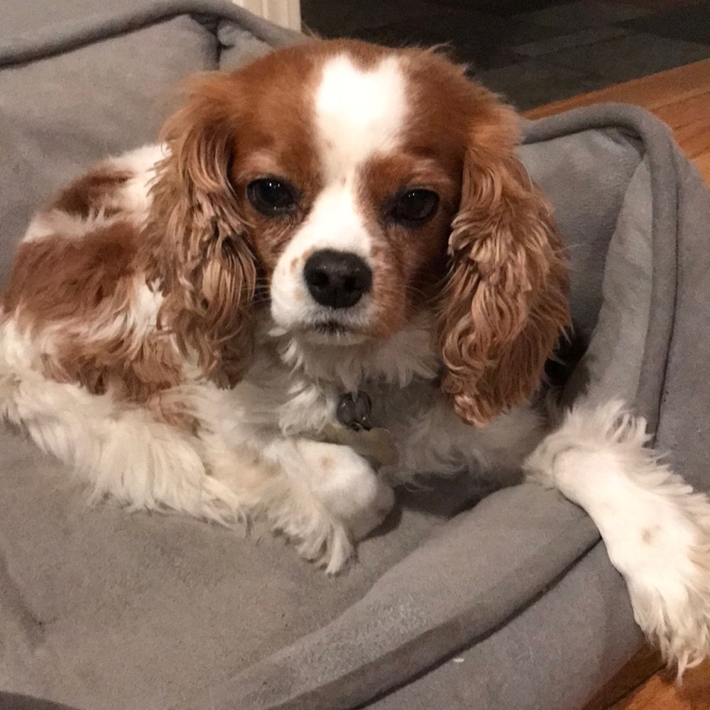 Meet your Posher, Cyntha